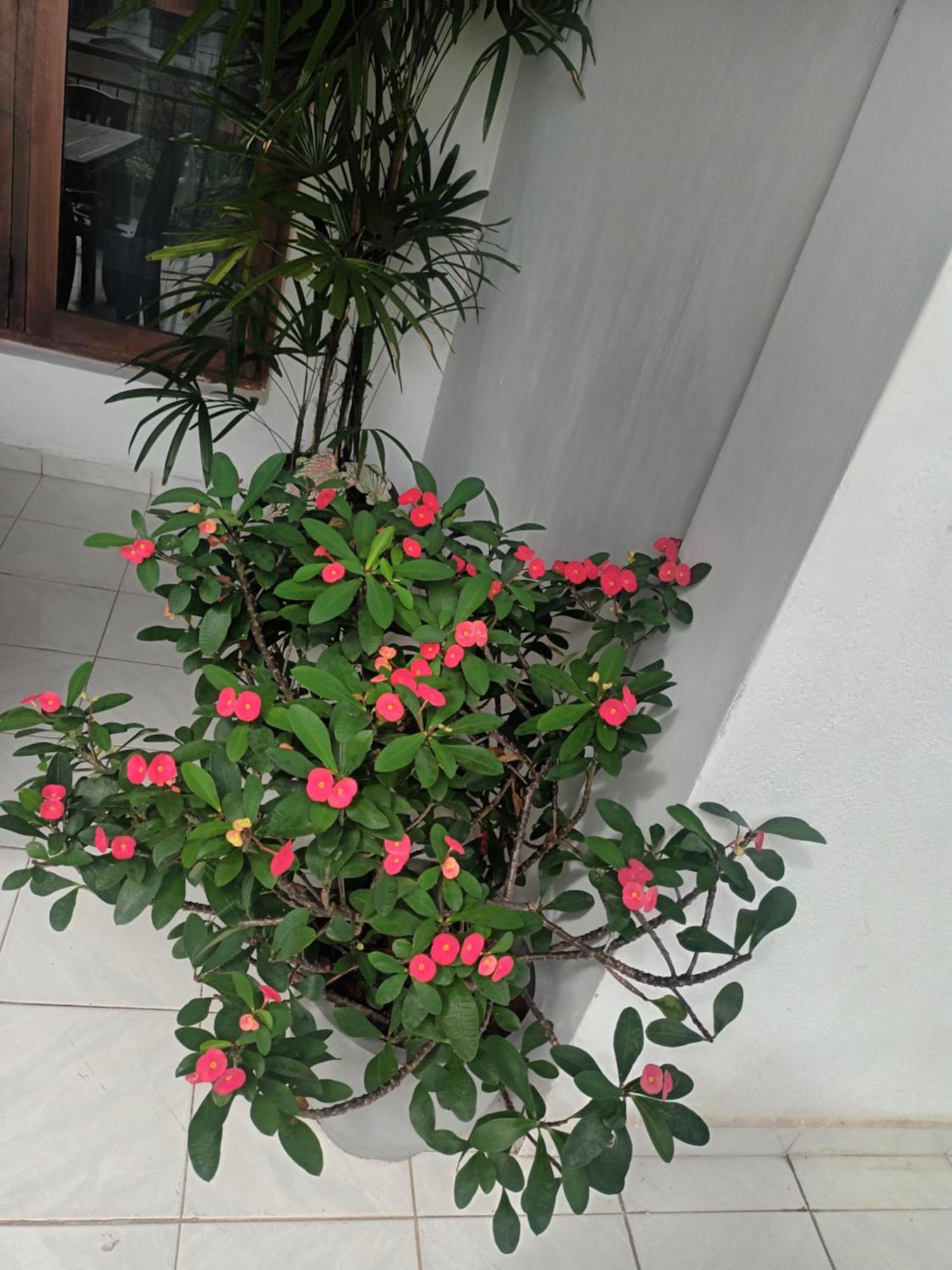 Lovely Flowers In Mount Lavinia Dehiwala-Mount Lavinia Zewnętrze zdjęcie