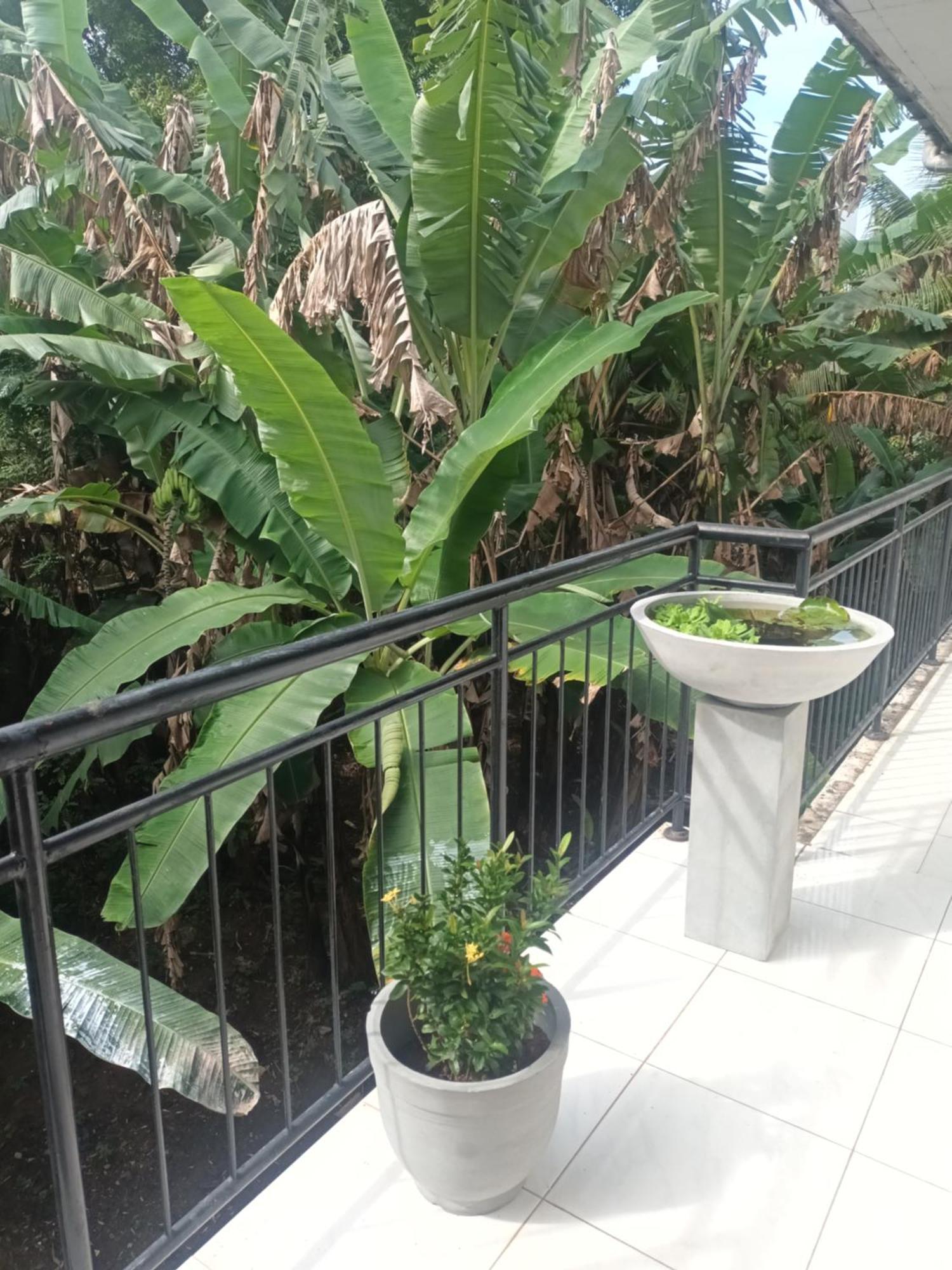 Lovely Flowers In Mount Lavinia Dehiwala-Mount Lavinia Zewnętrze zdjęcie